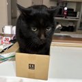 「自信満々！」箱に入り切れていないのにドヤ顔な黒猫が可愛らしい「…