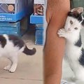 子猫と買い物中に運命の出会い…幸せな実話にほっこり♡