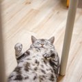 愛猫が『完全に野生を忘れている』と思わせる3つのシーン　ある意味、幸せ…