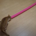 にゃんだこれ？？猫ちゃんに長い棒を見せてみた！