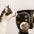 猫が喜ぶ動画とは　オススメ5選をご紹介