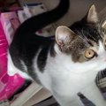 「くやしい！」虫を捕まえられない子猫！