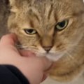 『帰りが遅くなった飼い主』に、ネコが……『可愛すぎる行動』にほっこ…
