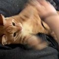 飼い主さんと元気よく遊んでいた子猫が、３秒後…思わず目を疑う『まさ…