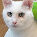 香箱座りでくつろぐ白猫に『緑の布』をかけてみると…ほっこりする光景…