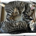 猫の爪とぎを防止する方法は？対策やおすすめ防止グッズを紹介 