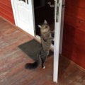 猫がドアノブに飛びついて開けちゃう！５つの防止策とオススメグッズ