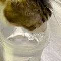 『蛇口の下で水を飲んでいる猫』を見てみたら…まるで滝行のような『笑…