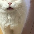 ごはんを要求しにきたネコの顔を見たら……だいぶ圧強めな『まさかの表情』…
