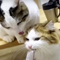 勢い余っておでこをペロッ！猫ちゃんのおやつ大戦争