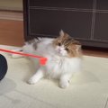 孫の手はいかが？猫ちゃんのあるある対応