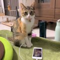 スマホを使いこなすスーパー猫ちゃん？！