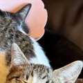 『ソファの上に集まる猫たち』を撮ったら…見事にシンクロした『可愛す…