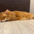 猫が『疲労感』を抱えているサイン5つ　考えられる原因や回復のためにでき…