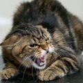 愛猫が急に攻撃的になる『激怒症候群』とは？考えられる5つの原因や対処法…