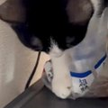 食パンを泥棒したことがバレた猫…『お手本のような反応』が面白すぎる…