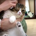 耳掃除の気持ちよさを知った猫さんが可愛い♡