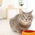 さっきあげたのに…愛猫が『常にご飯を欲しがる』原因3選　足りてない？病…