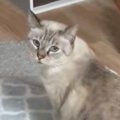 顔パック中、猫を驚かせようと名前を呼んだら…まるで人間のような『驚きの…