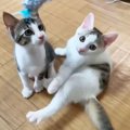 譲渡待ちの子猫に『アピールしないと幸せ掴めないよ！』言い聞かせたら…ま…