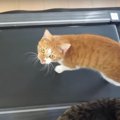 おやつに釣られてランニングマシーンに！コツを掴み始める猫ちゃん