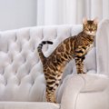 猫の体型を分類する『ボディタイプ』6つ　種類ごとの特徴や当てはまる猫種…