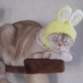 うさぎに変身した猫ちゃん達！最後はブチギレ？