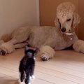 『家の前で倒れていた子猫』を保護して6日目…優しい大型犬がとった行…