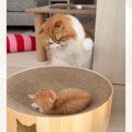 新入り子猫のもとにやって来た先輩猫が、次の瞬間…予想の斜め上を行く…