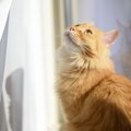 猫目線で考える！猫にとって本当に『快適な住まい』の必須条件6つ