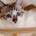 外を眺める『ぴえん顔の子猫』が話題に 今にも泣いてしまいそうな表情…