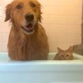 大型犬とネコを『温泉』に入れた結果→２匹で湯船につかって…最高すぎる『…
