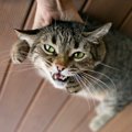 猫が急に大暴れするのはなぜ？４つの理由