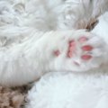 お昼寝中の猫を見たら→仰向けの状態で……あまりにも無防備すぎる『尊い…