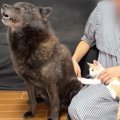 『子猫が好きすぎる甲斐犬』大好物を前に『父性』を優先した結果…まさ…