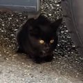車の下に潜んでいた『小さな野良猫』を見守っていると…思いもよらない…