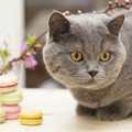 猫のスイーツ！お取り寄せもできるかわいいお菓子をご紹介！