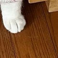 少し前まで寝ていた猫が『ごはんを食べている』と思ったら…飼い主驚愕…