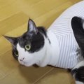 術後服がイヤすぎて…！？抗議の転がりが可愛すぎる猫ちゃん