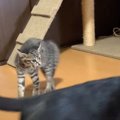 赤ちゃん猫の保護部屋の中に兄猫が入った結果…まさかの『不慮の事故』…