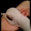 ビルと壁の間に取り残されていた『赤ちゃん猫』…保護から18年後の『現在の…