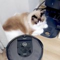 ロボット掃除機がホームに戻ろうとしたら…猫がとった『まさかの行動』…