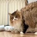ご飯を食べているスキに猫の“おしりの毛”をカット→ぽんぽこ怒る『タヌ…