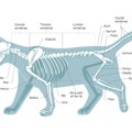 猫の骨格としなやかな動きの秘密