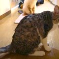 兄の背中を追いかけ…まさかの事件が！！ヤンチャを極める猫ちゃん