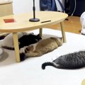 リビングにホットカーペットをしいた結果→猫たちがそろって…思った以上に…