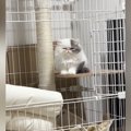 ケージの中で『ちょこんと座る猫』→眠かったようで…あまりにも可愛らしい…