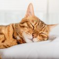 猫が『雨の日になるとよく寝る』とされる理由3つ　受けている影響から接し…