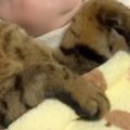 赤ちゃんを見守っていた猫→そのまま寝てしまい…あまりにも尊い『幸せ溢れ…