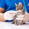 猫が『鉄分不足』を起こしている兆候3つ　考えられる原因や防ぐための…